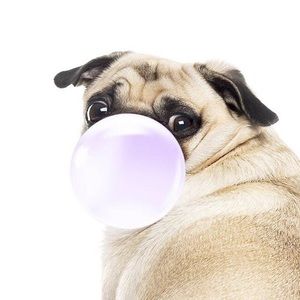 Meet your Posher, Sophia